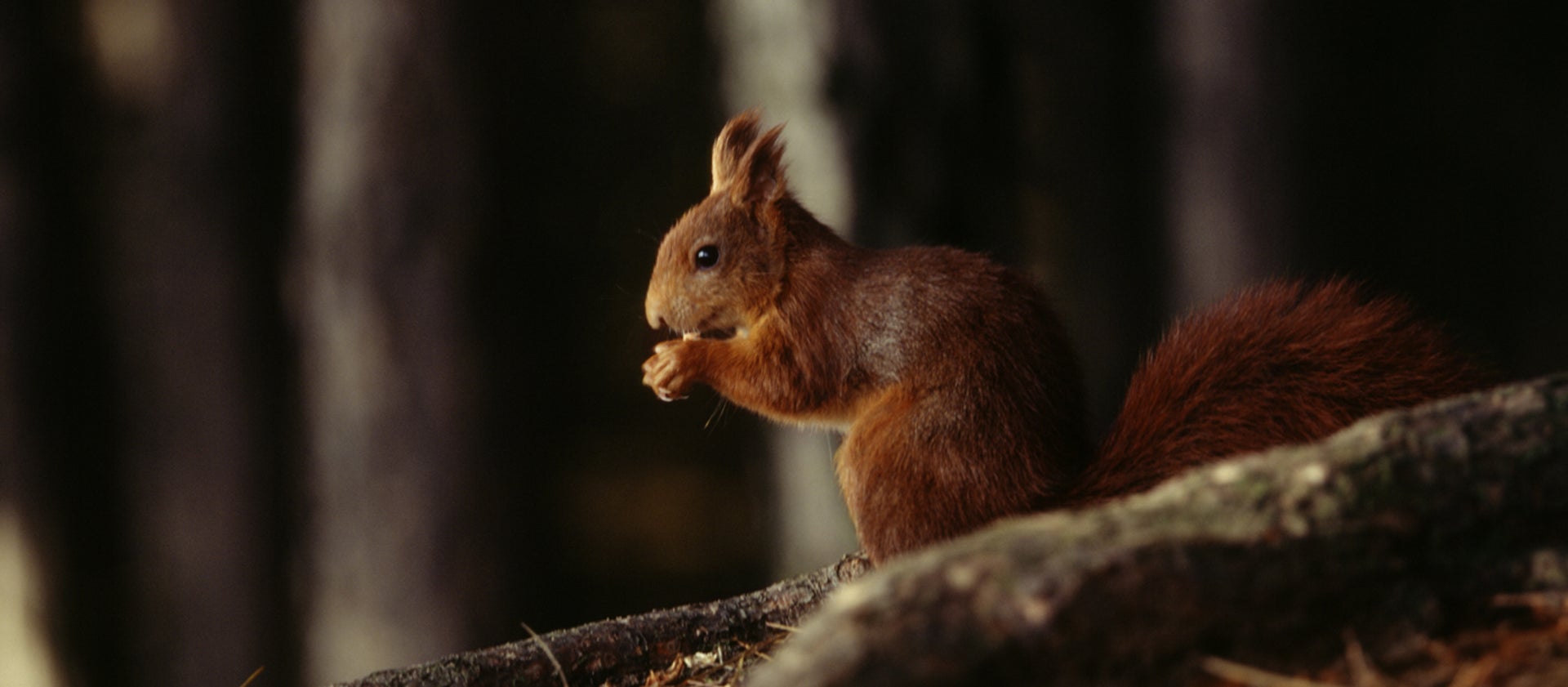 Brownsea Island